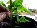 Handen pollinerar en liten chiliplanta med en tops. Försiktig handpåläggning för att lyckas med chili odla.