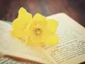 Dwa żółte narcyzy na otwartej księdze, przypominające o słowach z psalm 127.