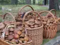 Pełny kosz i relaks: Gdzie na grzyby z noclegiem w Polsce?