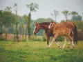 Une jument et son poulain se promènent dans un pré verdoyant, un tableau paisible qui pourrait se dérouler dans un centre d'insémination.