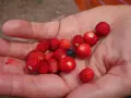 Eine Hand hält viele kleine, rote Walderdbeeren und eine Blaubeere. Vorsicht: Nicht alle kleinen roten Beeren sind essbar, manche wilde Erdbeeren sind giftig.