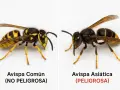 Comparación visual: avispa común (no peligrosa) vs. avispa asiática (peligrosa). Observa la diferencia entre velutina y avispa.