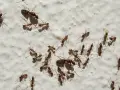 Un grupo de hormigas, una plaga común en casa, camina sobre una pared blanca.