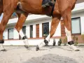 Gros plan sur le pied de cheval sans sabot, avec des protections noires aux membres, marchant sur du sable.