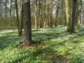 Rezerwat przyrody Czarny Las – unikalne atrakcje i dzika natura