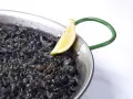 Arroz negro en paellera, con trozos de calamar y un gajo de limón.