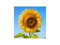 Un girasol radiante bajo un cielo azul. Sus cuidados son sencillos: sol, agua y un buen suelo para que crezca así de espectacular.