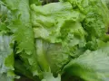 En närbild av en krispig isbergssallat som växer i trädgården. Perfekt för att odla isbergssallad för en fräsch sallad.