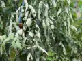 Pianta di pomodoro con foglie accartocciate, sintomo di malattie o stress idrico. Un pomodoro rosso è visibile tra le foglie sofferenti.