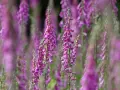 Zwei hohe Fingerhut-Stauden mit vielen glockenförmigen, lila Blüten. Der Hintergrund ist unscharf und zeigt weitere Fingerhut-Pflanzen.