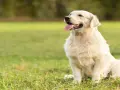 Jak dbać o sierść golden retrievera, aby uniknąć kołtunów i problemów zdrowotnych