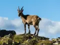 Stambecco su roccia, con manto che ricorda il **scamosciato significato** di resistenza e adattamento all'ambiente montano.