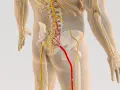 Anatomia układu nerwowego z zaznaczonym nerwem w kolorze czerwonym, wskazującym na potencjalną stenoza kanału kręgowego.