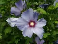 Fleurs bleues délicates d'un hibiscus syriacus, avec un cœur pourpre et des pétales plissés.