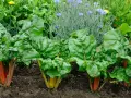 Reichhaltige **mangold pflanzen** mit leuchtend roten und gelben Stielen wachsen im Garten, umgeben von Kornblumen und anderen grünen Pflanzen.