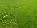 Links: Löwenzahn und Klee im Rasen. Rechts: Perfekt gepflegter Rasen ohne Unkraut.