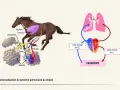 Schéma du système pulmonaire du cheval, montrant les poumons, les bronches, les alvéoles et le cœur. Utile pour comprendre l'asthme cheval.