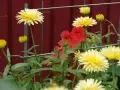 Gula blommor med röda blommor i bakgrunden. En fin påminnelse om att odla krasse hemma för att få in lite färg i vardagen.