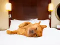Jak założyć hotel dla psów i uniknąć najczęstszych błędów