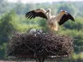 Bocian z rozłożonymi skrzydłami stoi nad pisklętami w gnieździe. Zastanawiasz się, ile waży gniazdo bociana? To imponująca konstrukcja!