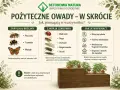 Pożyteczne owady w ogrodzie: pszczoły, trzmiele i motyle zapylają rośliny, biedronki, złotooki i skorki zjadają szkodniki. Wspieraj je, ograniczając opryski i sadząc rośliny miododajne.