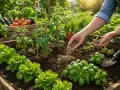 Mani spargono concime bio su un orto con lattuga, pomodori e basilico.