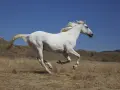 Biały koń galopuje przez suche trawy. Symbol roku 2002 chiński znak zodiaku, koń, w pełnym biegu.