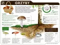 Dzieci do 7 roku życia nie powinny jeść grzybów, bo ich organizm jest jeszcze za słaby. Dowiedz się więcej o grzybach jadalnych i trujących.