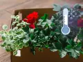 Czerwone pelargonie w kartonie, obok termometr wskazujący niską temperaturę. Czas pomyśleć, jak przyciąć pelargonie na zimę.