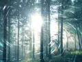 Promienie słońca przebijają się przez drzewa w lesie, tworząc magiczną aurę. W powietrzu unoszą się iskierki, jakby to był tekst "Sol Invictus".