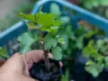 Dłoń trzyma sadzonkę winorośli, przygotowaną do rozmnażania winogron. W tle widać niebieską skrzynkę z innymi sadzonkami.