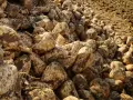 Un cumulo di barbabietole da zucchero appena raccolte, pronte per la lavorazione. La borlanda cos'è? È il residuo della lavorazione, ottimo mangime.