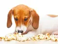 Czy pies może jeść popcorn? Sprawdź, co musisz wiedzieć o zdrowiu psa