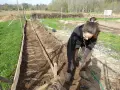 Kvinna planterar sparris planta i en upphöjd bädd. Marken är förberedd med rader av rotklumpar.