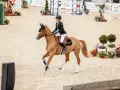Une cavalière en tenue de concours, sur un cheval bai, effectue un galop 1 sur la piste de saut d'obstacles.