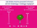 Drzewo potrzebuje 5 m od linii średniego napięcia (10-12 m) i 2 m od linii niskiego napięcia (8-10 m).
