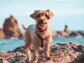Ein kleiner Hund mit rotem Geschirr steht auf Felsen am Wasser. Ein schöner Tag für einen Badesee mit Hund in NRW.