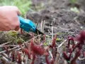 Hand mit blauer Gartenschere schneidet abgestorbene Stängel. Neue Triebe von Pfingstrosen sprießen aus der Erde.