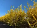 En rad med blommande forsythiabuskar lyser upp med sina gula blommor mot en klarblå himmel.