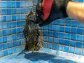 Application de mortier pour l'étanchéité d'une piscine en béton. Un ouvrier en gant noir et rouge applique le produit avec une spatule sur les carreaux bleus.