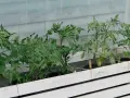 Små tomatplantor växer i krukor bakom en vit träbarriär. Det är ett tidigt tecken på att det snart är dags för så tomater i januari.
