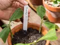 Sadzonki Buddleja davidii w doniczce, gotowe do ukorzenienia. Dłoń wstawia etykietę z nazwą rośliny.