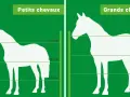 Comparaison de la hauteur cloture chevaux : petits et grands chevaux, avec indications de tailles.