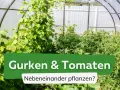 Gurken und Tomaten wachsen üppig nebeneinander in einem Gewächshaus.