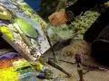 Un artiste crée une peinture sous l'eau, entouré de coraux et de poissons. Pinceaux, palette et toile sont immergés pour cette œuvre unique.