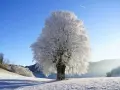 A majestic tree in winter, its branches coated in frost, stands against a clear blue sky. A faint contrail streaks across the sky, hinting at distant travel.