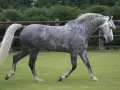 Cheval gris moucheté, d'un poids impressionnant, trottant sur l'herbe. Ce magnifique spécimen évoque un Selle Français.