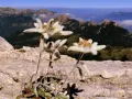Fiori di Leontopodium alpinum, simbolo delle vette, crescono tra le rocce con sfondo di montagne nebbiose.