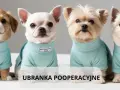 Gdzie kupić ubranko pooperacyjne dla psa i uniknąć nieprzyjemności