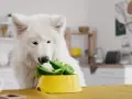 Biały pies samoyed zajada się papryką i sałatą, dostarczając sobie cennego błonnika.